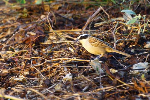 Stripe-headed Sparrow - Michael Retter