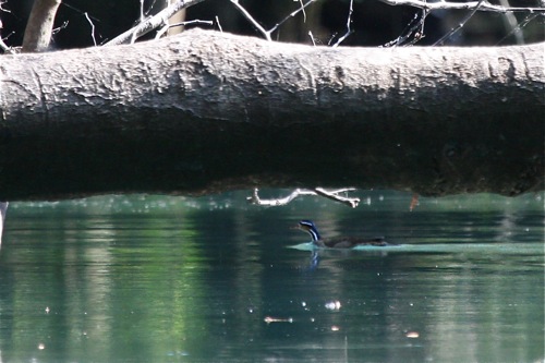 female Sungrebe  - Michael Retter