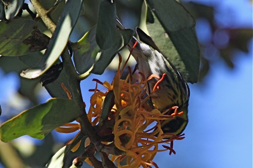 Townsend's Warbler - Michael Retter