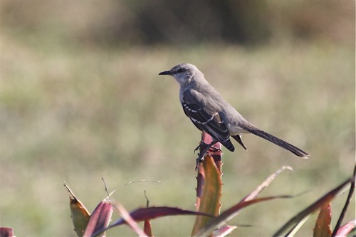 Tropical Mockingbird - Michael Retter