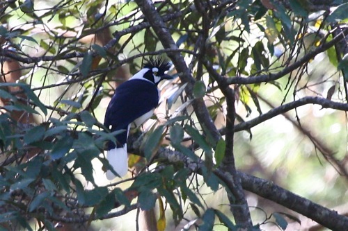 Tufted Jay - Michael Retter