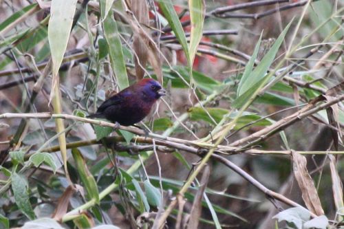 Varied Bunting - Michael Retter