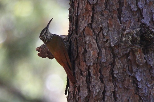 White-striped Woodcreeper - Michael Retter