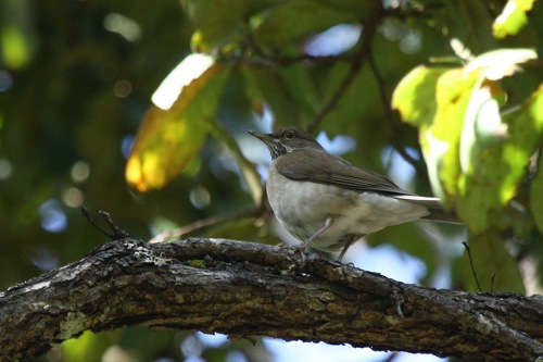 White-throated Robin - Michael Retter