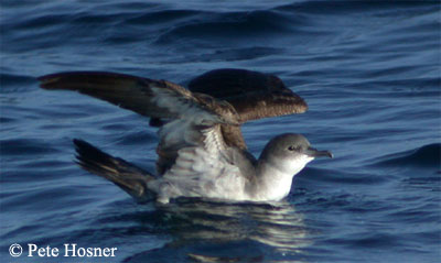 Wedge-tailed Shearwater