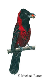 Crimson-collared Grosbeak