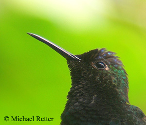 Blue-capped Hummingbird