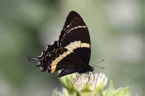 Magnificent Swallowtail - Michael Retter