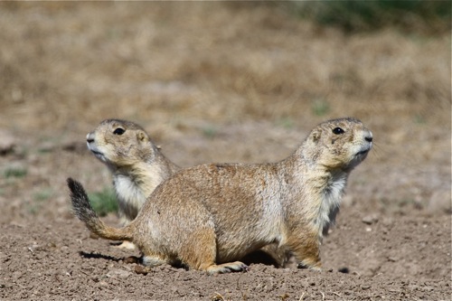 Mexican Prairie-dog - Michael Retter